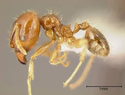 Pheidole megacephala - CASENT0635486