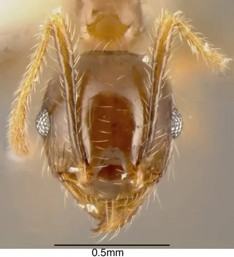 Pheidole megacephala - CASENT0635487