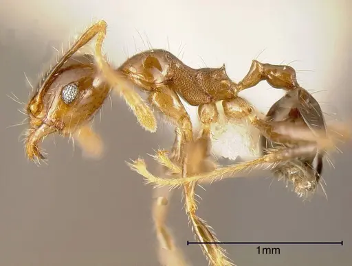 Pheidole megacephala - CASENT0635487