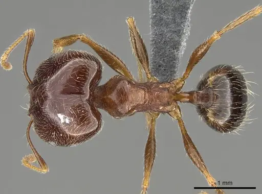 Pheidole megacephala - CASENT0785981