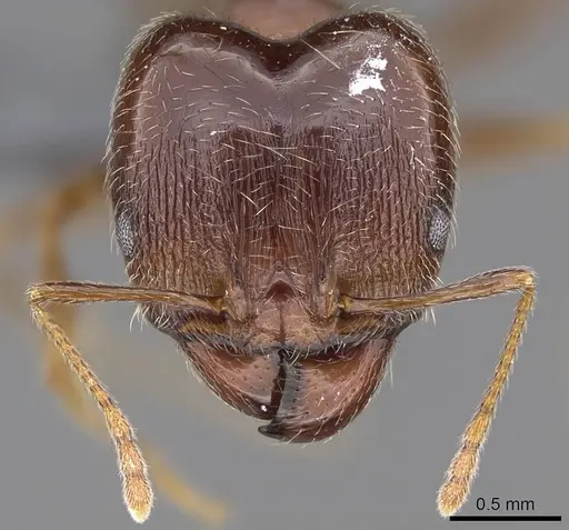 Pheidole megacephala - CASENT0785981