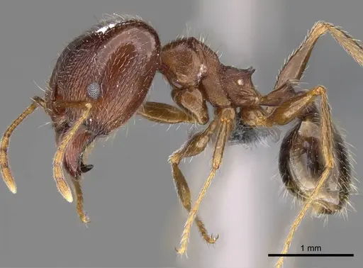 Pheidole megacephala - CASENT0785981