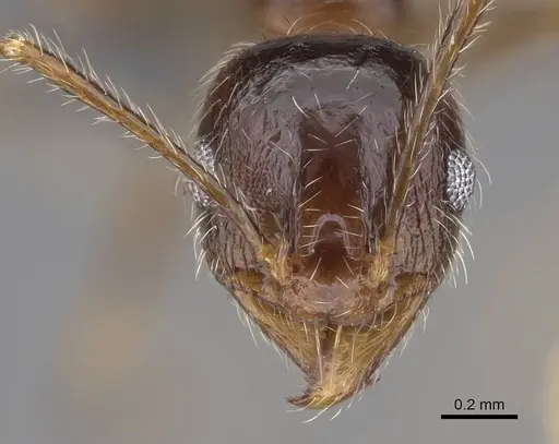 Pheidole megacephala - CASENT0785982