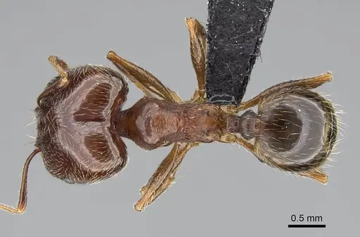 Pheidole megacephala - CASENT0822218