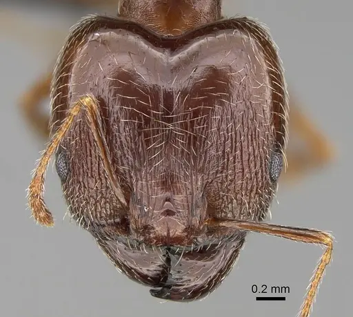 Pheidole megacephala - CASENT0822218