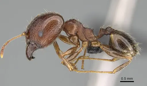 Pheidole megacephala - CASENT0822218