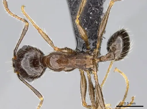Pheidole megacephala - CASENT0822219