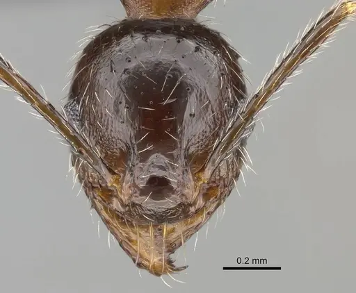 Pheidole megacephala - CASENT0822219