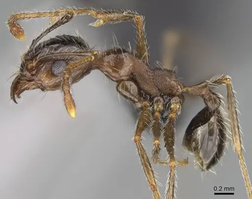 Pheidole megacephala - CASENT0822219