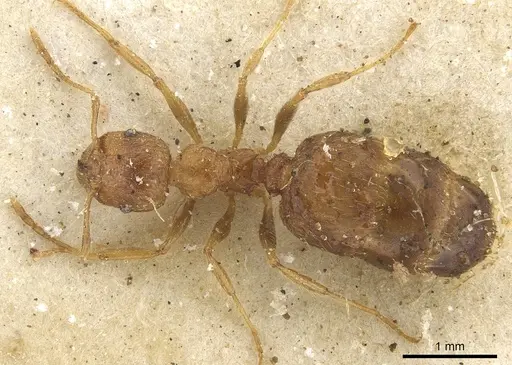 Pheidole megacephala - CASENT0901310