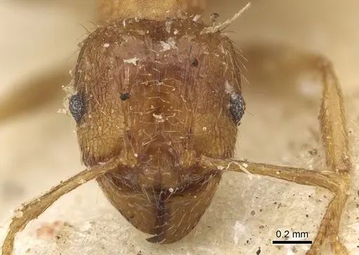 Pheidole megacephala - CASENT0901310