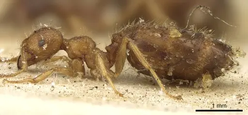 Pheidole megacephala - CASENT0901310