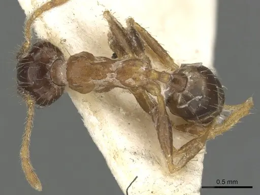 Pheidole megacephala - CASENT0901313
