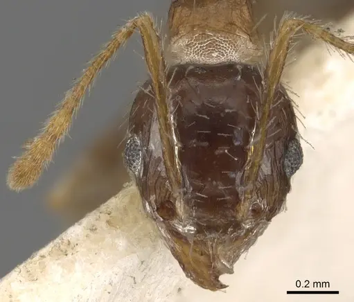 Pheidole megacephala - CASENT0901313