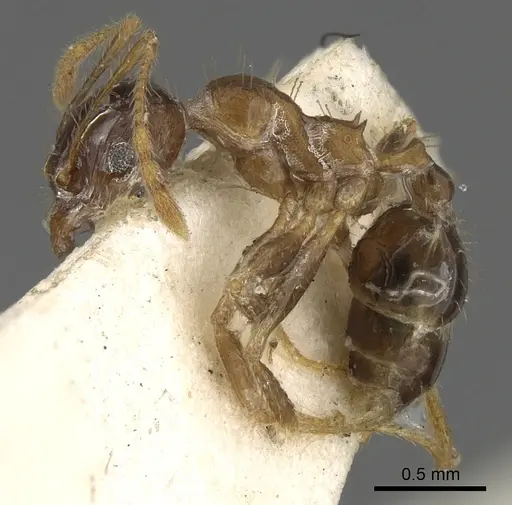 Pheidole megacephala - CASENT0901313