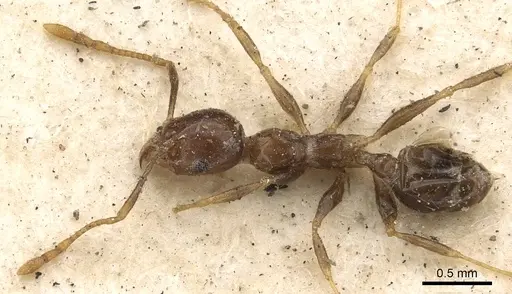 Pheidole megacephala - CASENT0901409