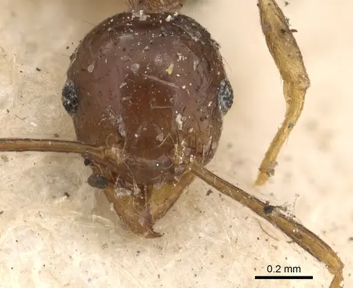 Pheidole megacephala - CASENT0901409
