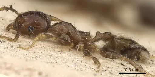 Pheidole megacephala - CASENT0901409