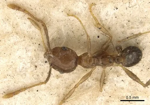 Pheidole megacephala - CASENT0901410