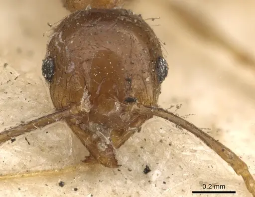 Pheidole megacephala - CASENT0901410