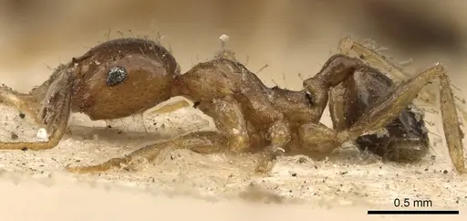 Pheidole megacephala - CASENT0901410