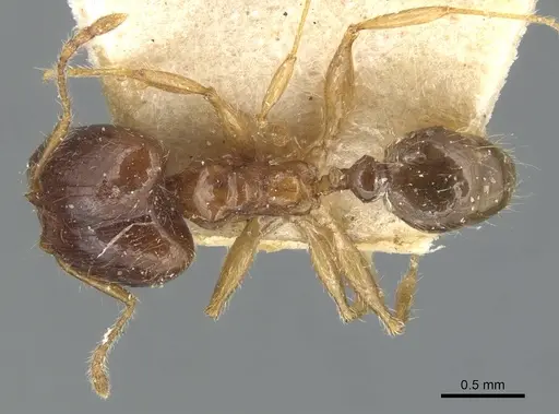Pheidole megacephala - CASENT0904194