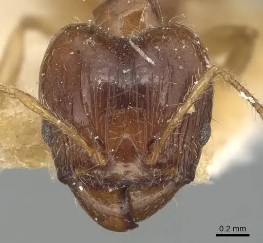 Pheidole megacephala - CASENT0904194