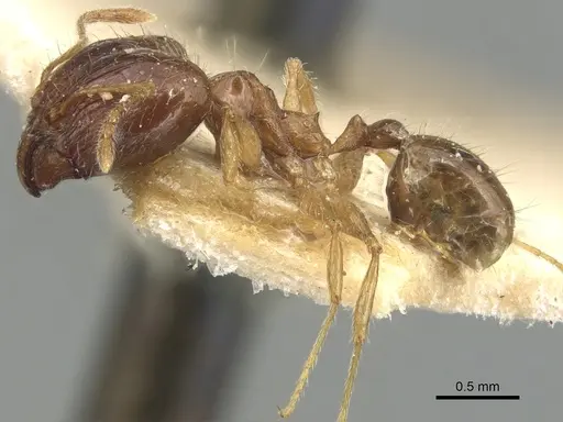 Pheidole megacephala - CASENT0904194