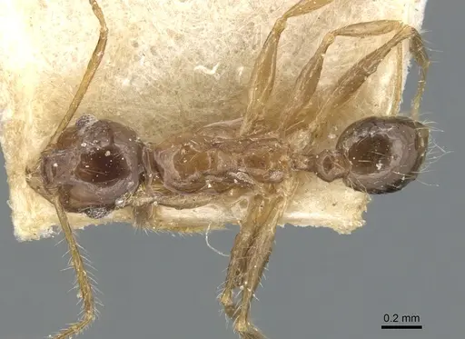 Pheidole megacephala - CASENT0904195