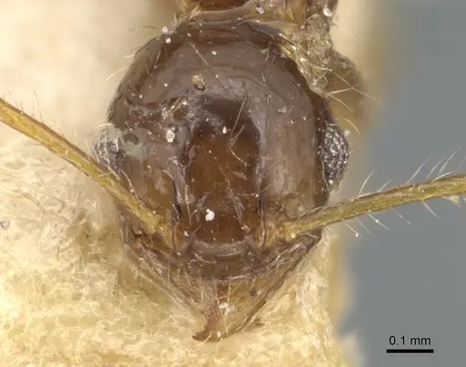 Pheidole megacephala - CASENT0904195