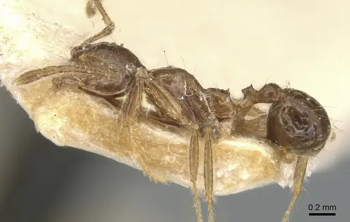 Pheidole megacephala - CASENT0904195