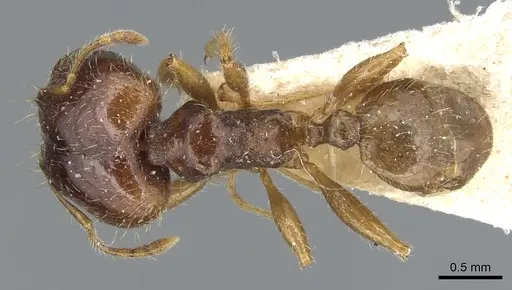 Pheidole megacephala - CASENT0904197