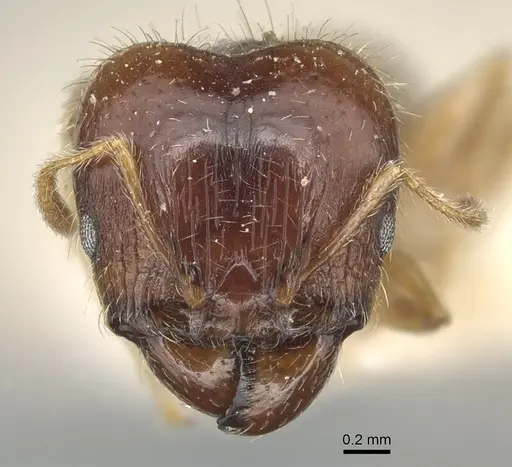 Pheidole megacephala - CASENT0904197