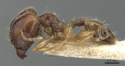Pheidole megacephala - CASENT0904197