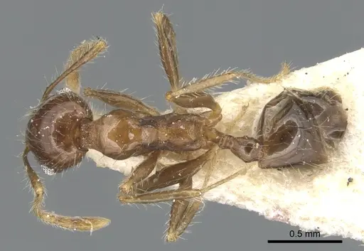 Pheidole megacephala - CASENT0904198
