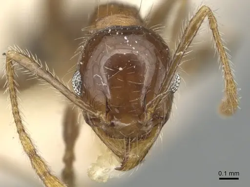 Pheidole megacephala - CASENT0904198