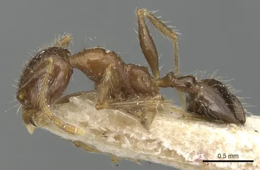 Pheidole megacephala - CASENT0904198