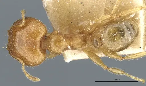 Pheidole megacephala - CASENT0904199