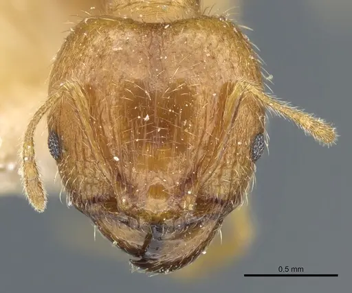 Pheidole megacephala - CASENT0904199