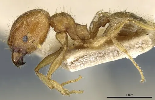 Pheidole megacephala - CASENT0904199
