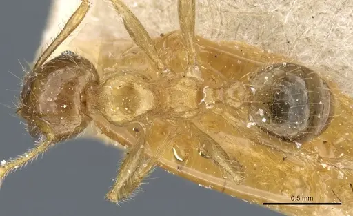 Pheidole megacephala - CASENT0904200