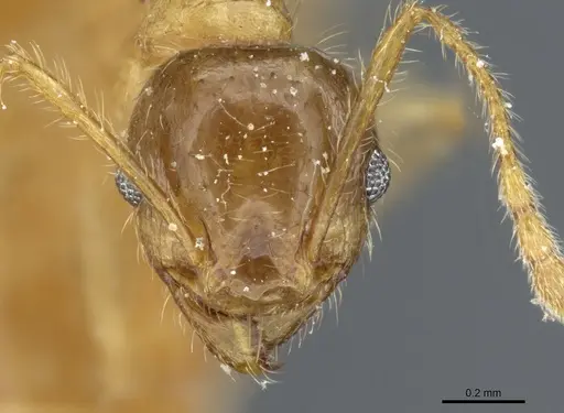 Pheidole megacephala - CASENT0904200