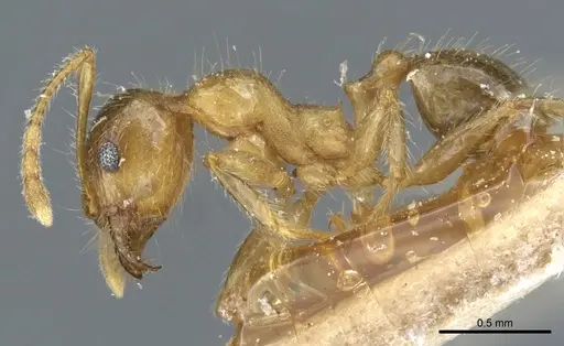 Pheidole megacephala - CASENT0904200