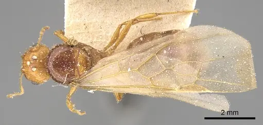 Pheidole megacephala - CASENT0906508