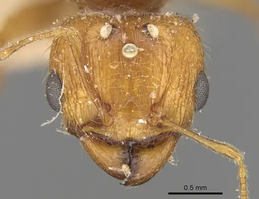 Pheidole megacephala - CASENT0906508