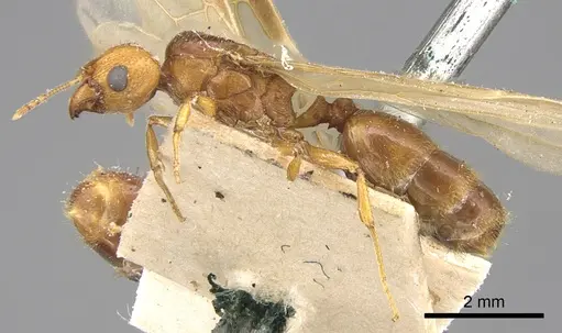Pheidole megacephala - CASENT0906508