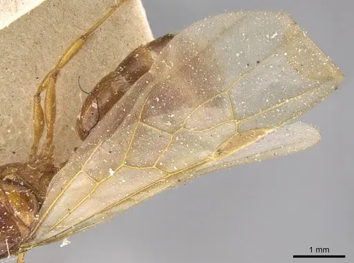 Pheidole megacephala - CASENT0906508