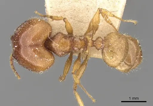 Pheidole megacephala - CASENT0906509