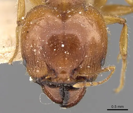Pheidole megacephala - CASENT0906509