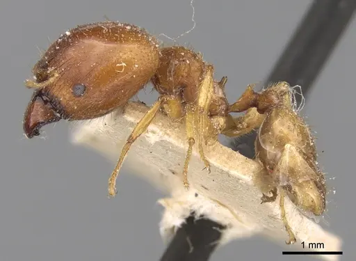 Pheidole megacephala - CASENT0906509